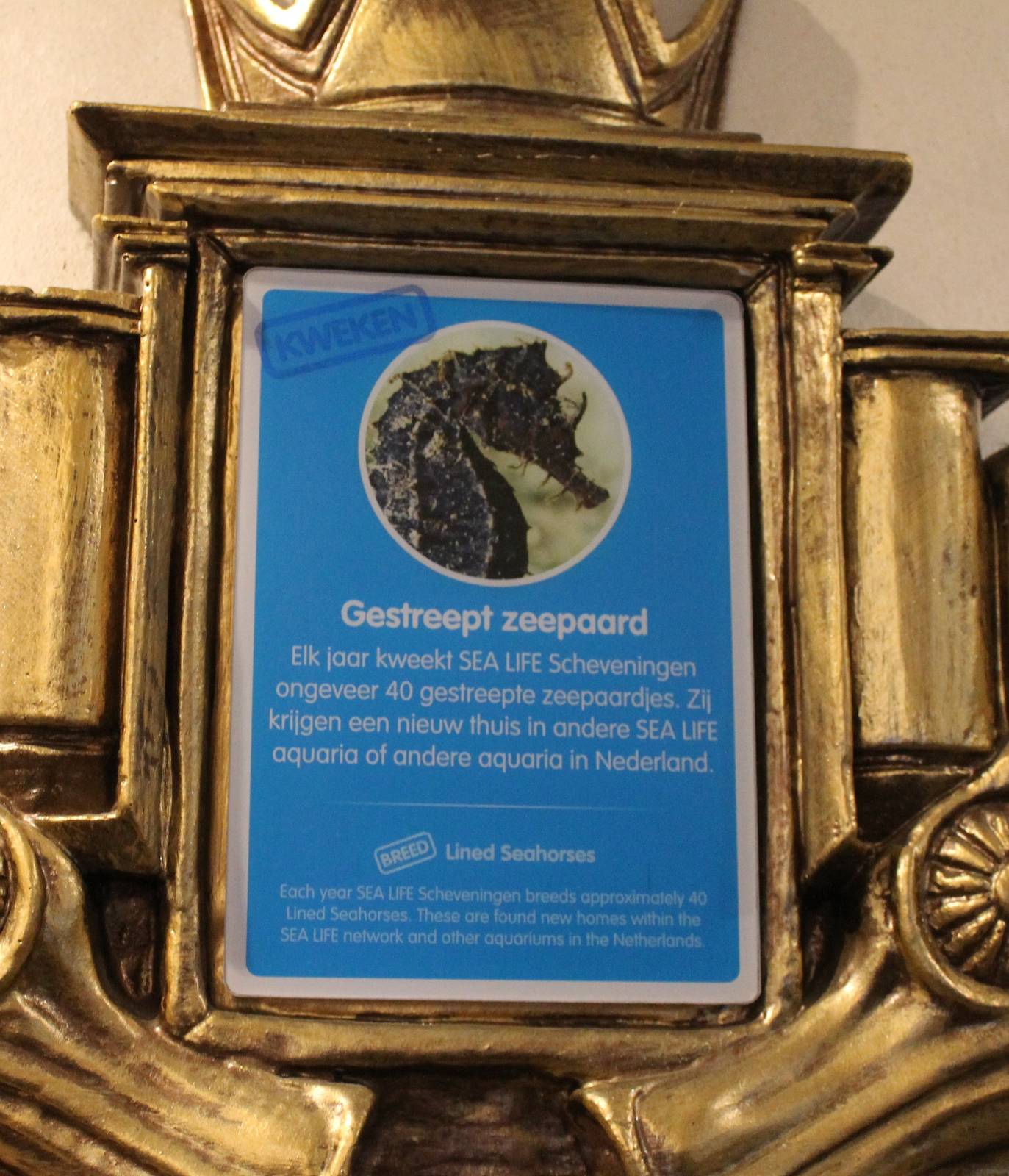 Breeding information Sea horses