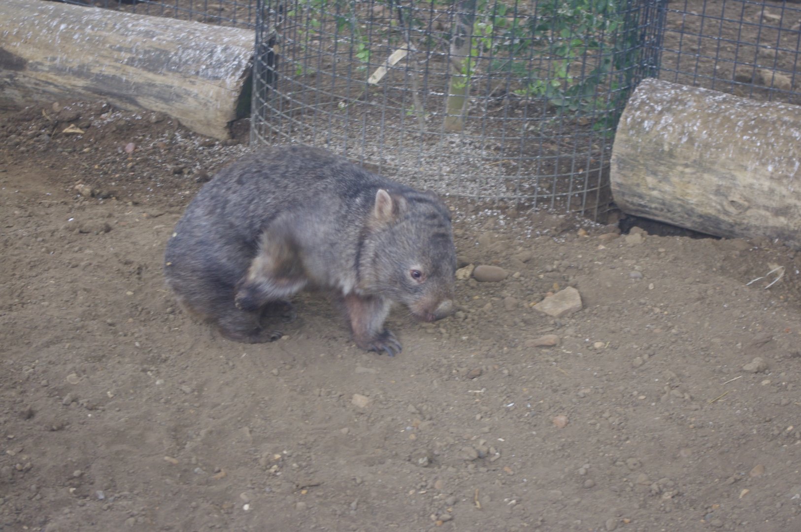Breeding Male? Mainland Wombat- Hamerton Zoo Park 6/3/2022