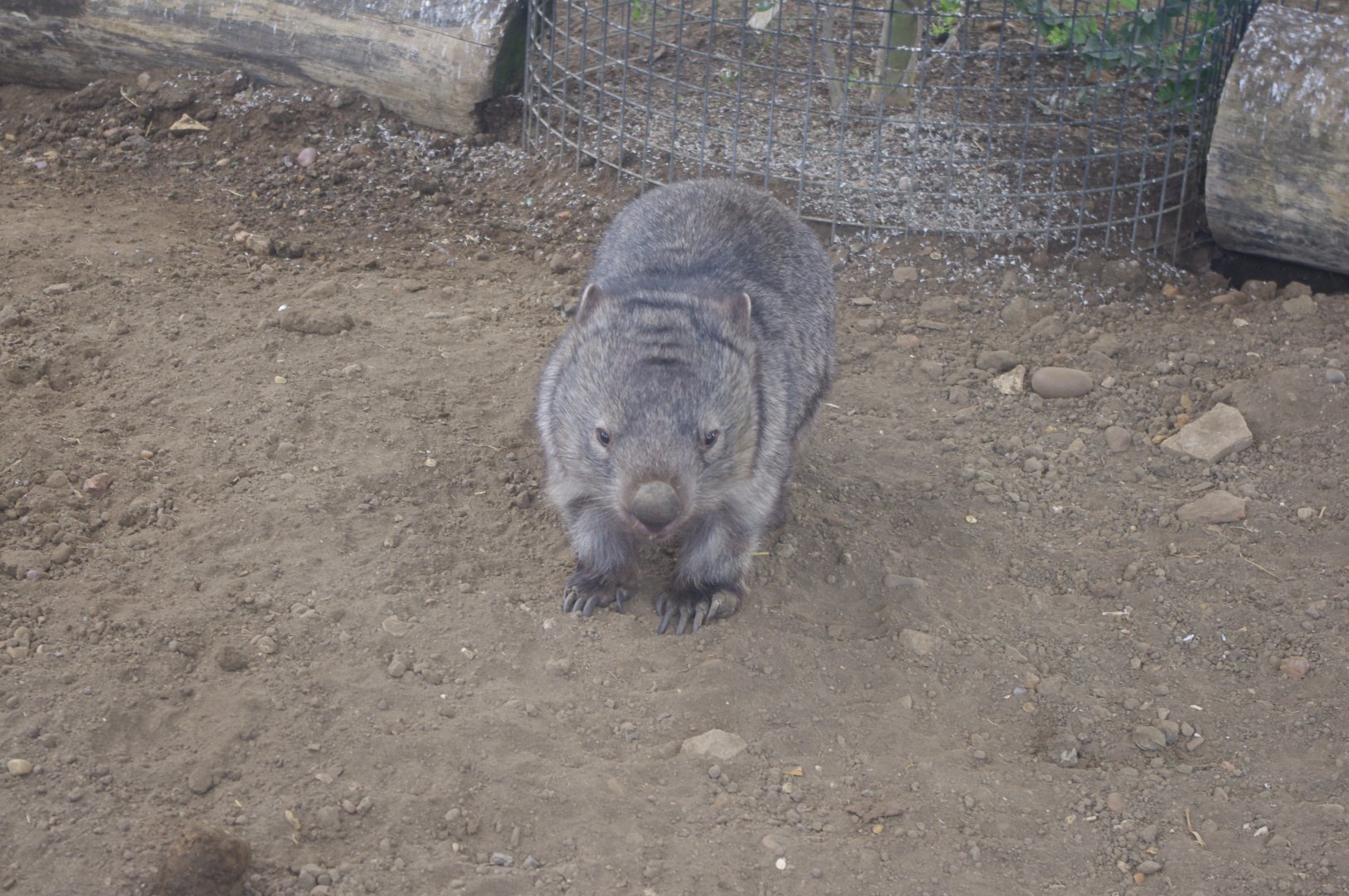Breeding Male? Mainland Wombat- Hamerton Zoo Park 6/3/2022