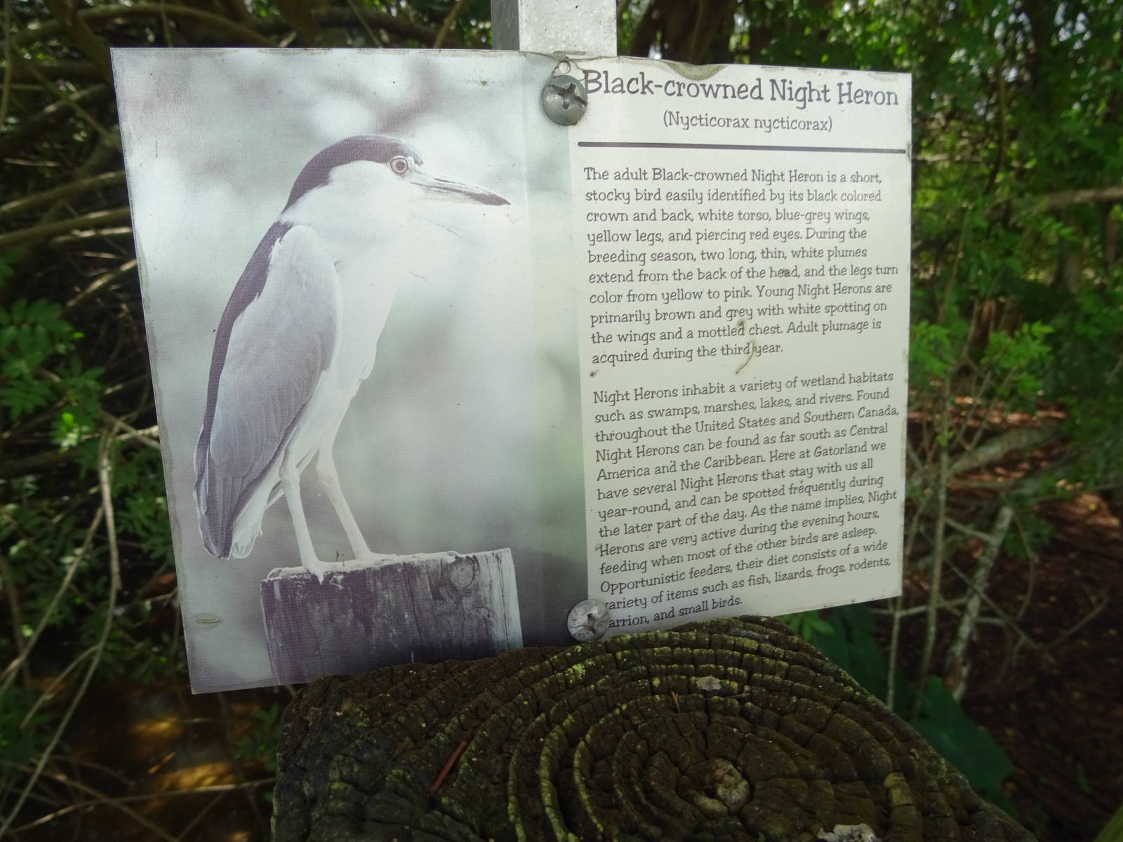 Breeding Marsh Bird Signage at Gatorland