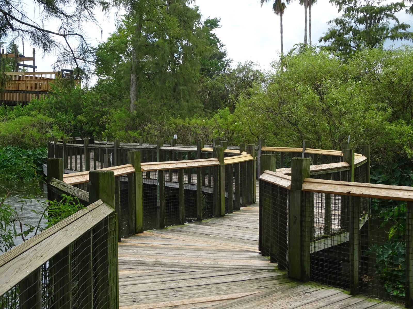 Breeding Marsh Walkway at Gatorland