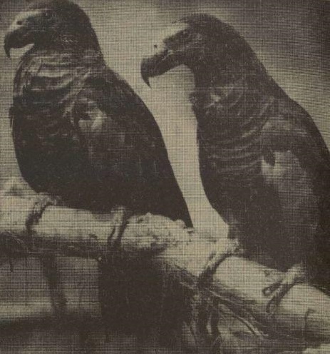 Breeding pair of Pesquet's parrots