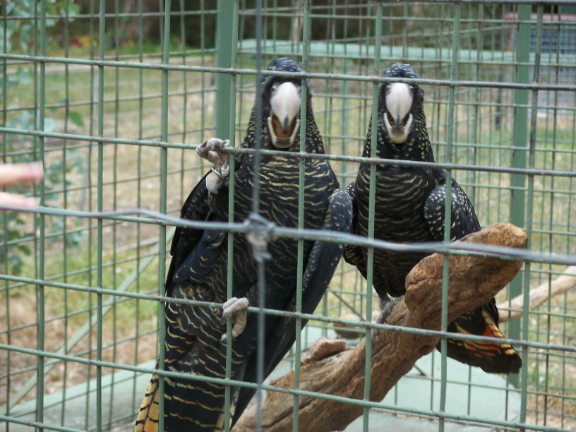 Breeding pair  Red tailed Black Cockatoos  Darling Downs Zoo  march 2008