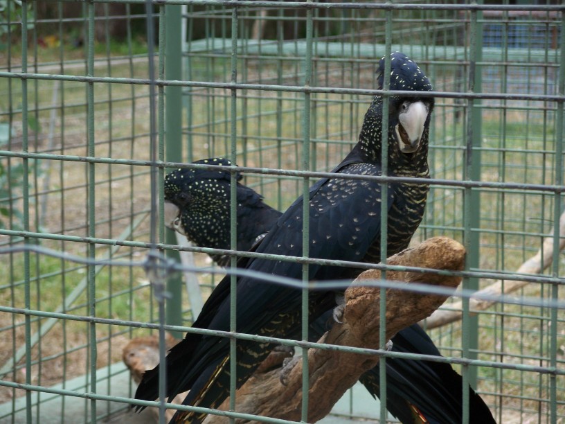 Breeding pair Red Tailed Cockatoos  Darling Downs  zoo march 2008