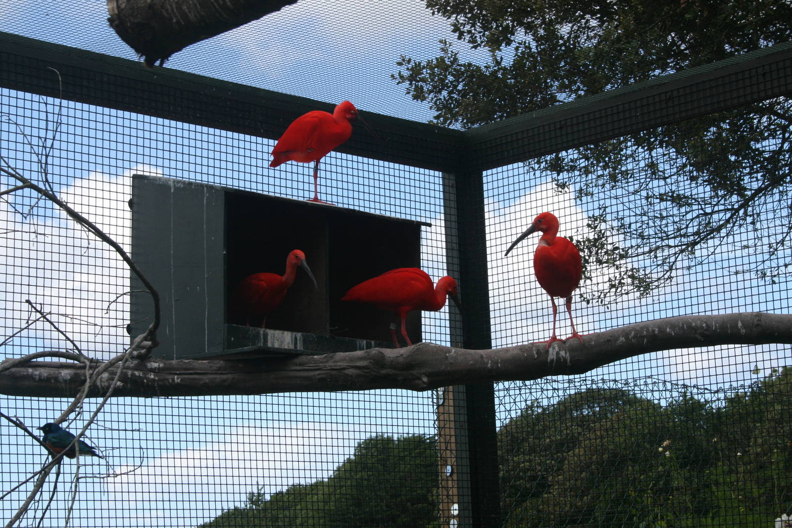 Breeding Pairs Of Scarlet Ibis