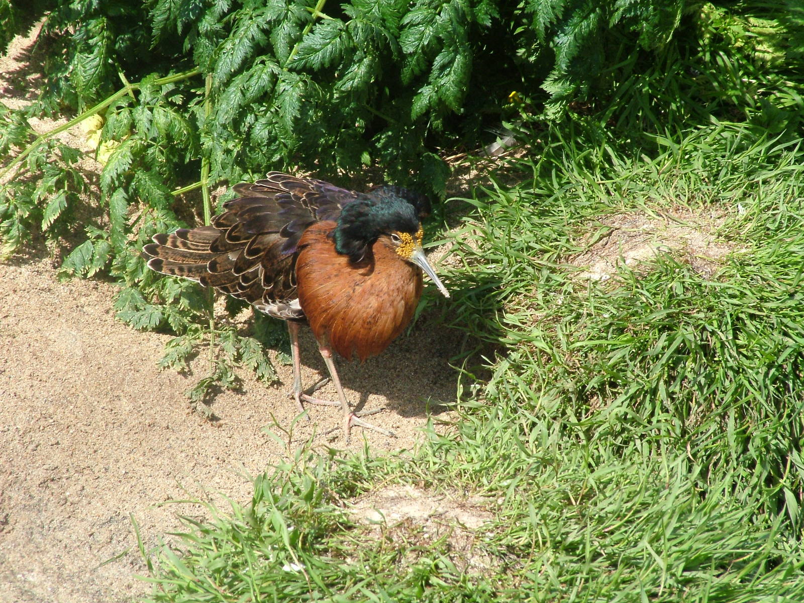 Breeding-plumage Ruff (Philomachus pugnax) at Living Coasts