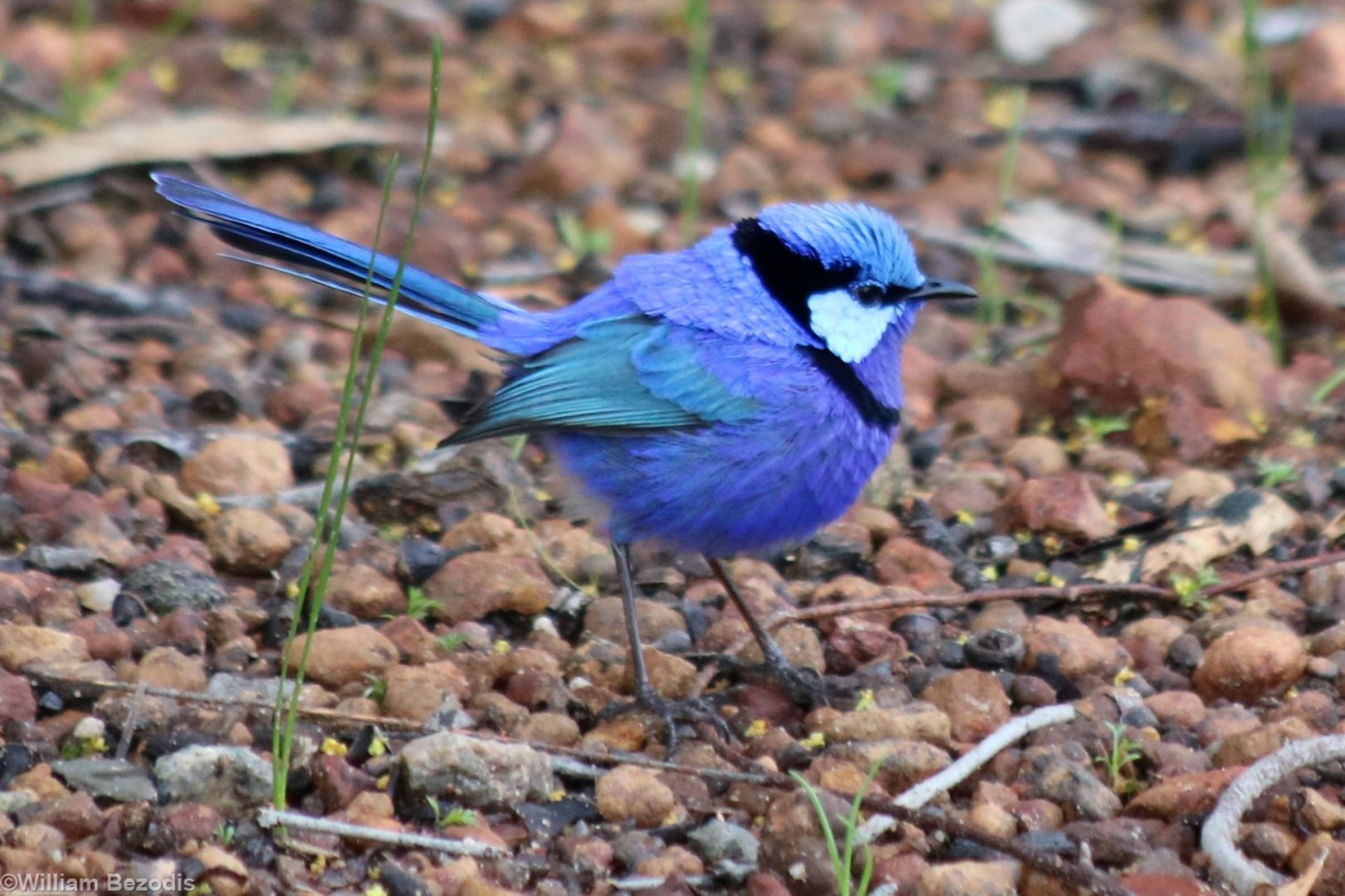 Breeding Plumage Splendid Fairy Wren - Wungong Gorge