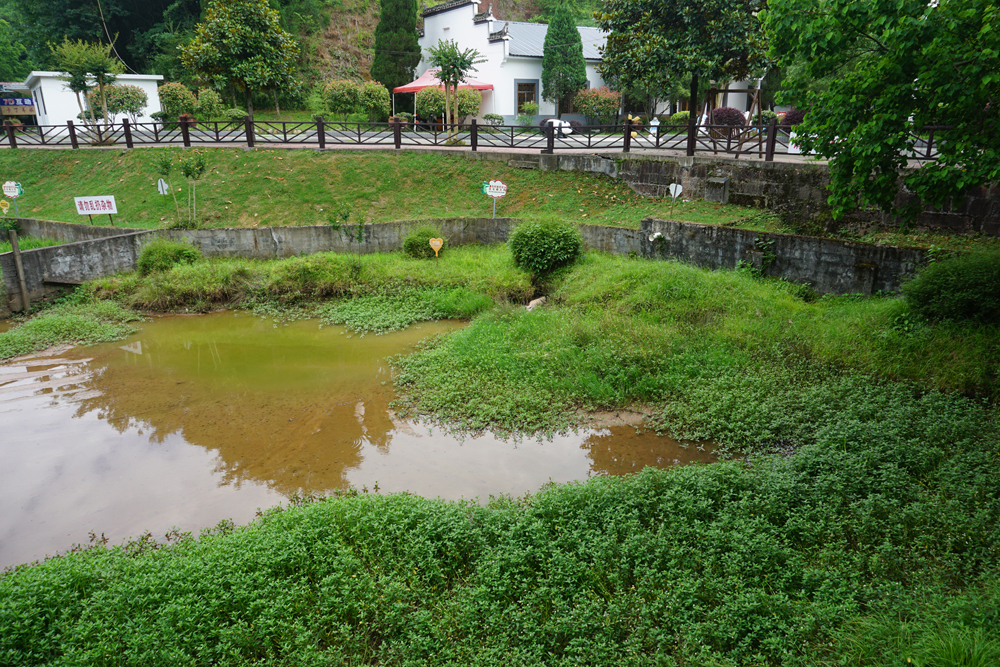 Breeding pool for chinese alligator