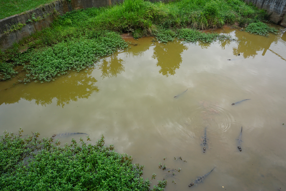 Breeding pool for chinese alligator