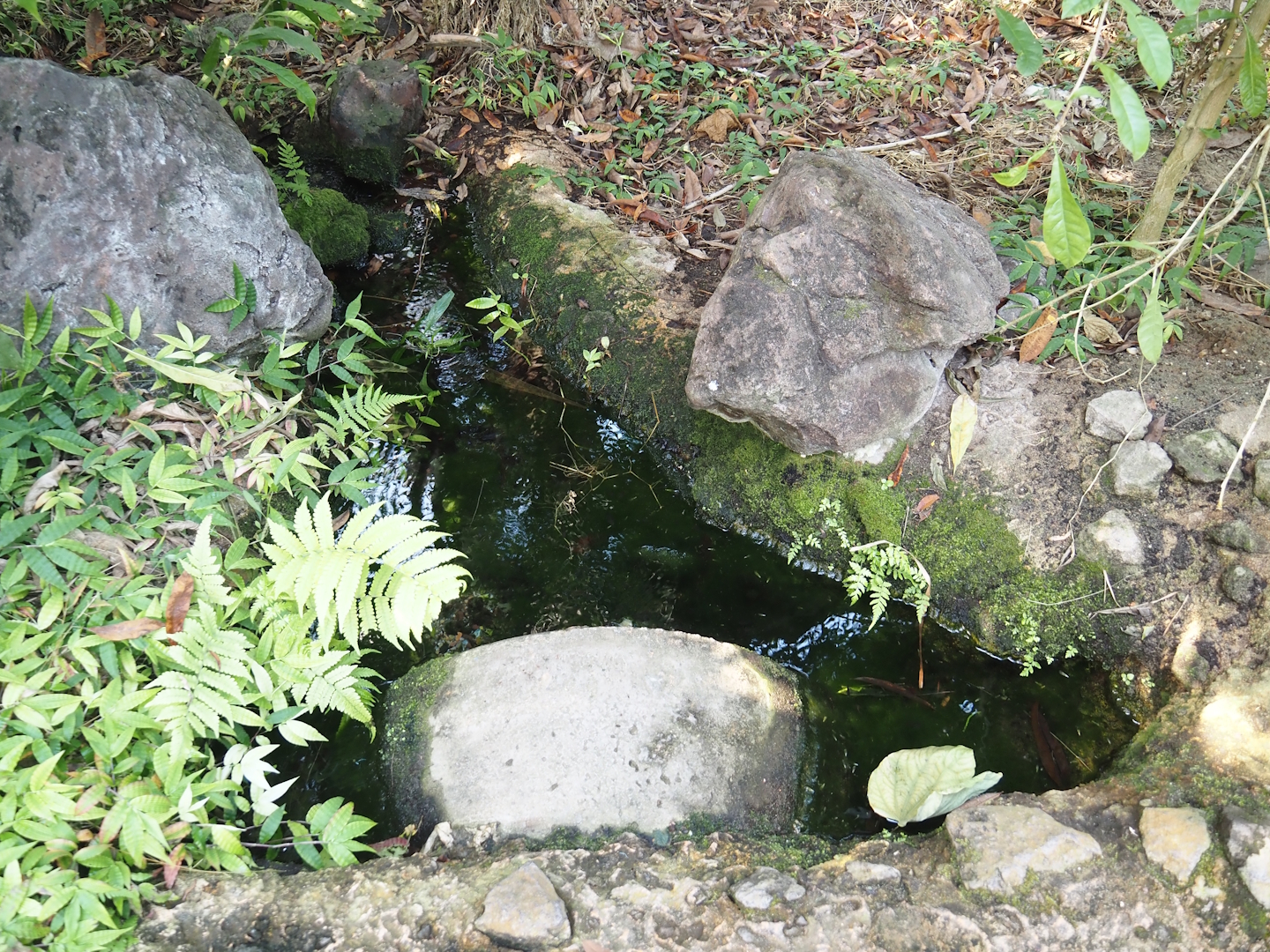 Breeding pools for Banded Astyanax (Psalidodon fasciatus) next to the manatee pool, 2025-05-17