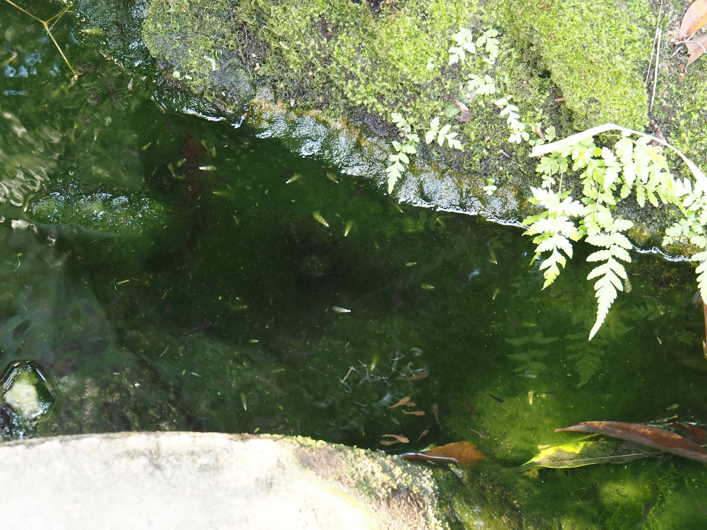 Breeding pools for Banded Astyanax (Psalidodon fasciatus) next to the manatee pool, 2025-05-17