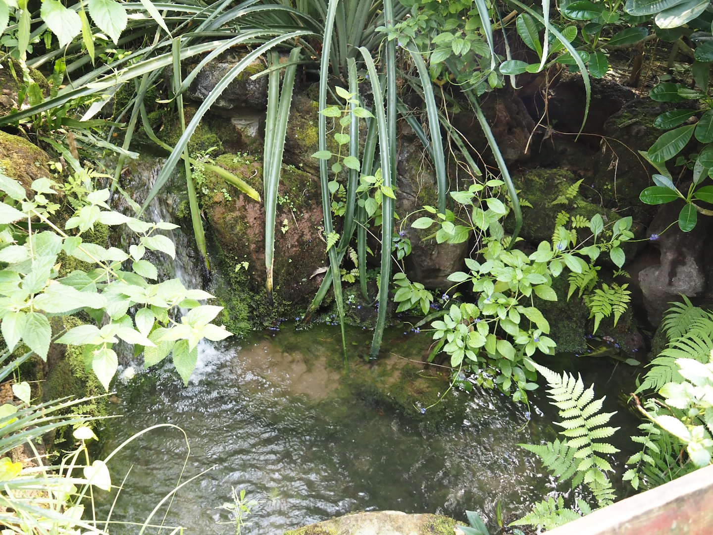 Breeding pools for Banded Astyanax (Psalidodon fasciatus) next to the manatee pool, 2025-05-17