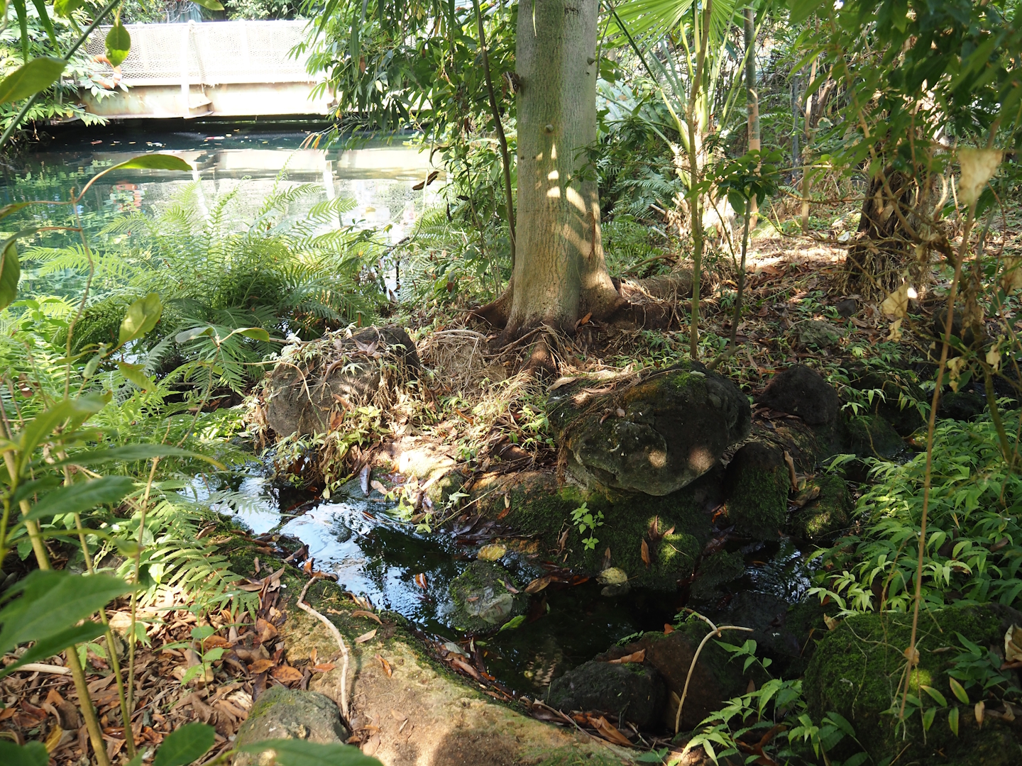 Breeding pools for Banded Astyanax (Psalidodon fasciatus) next to the manatee pool, 2025-05-17