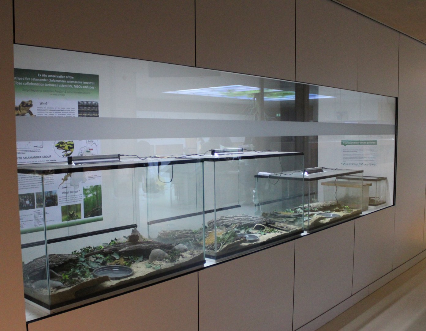 Breeding-room Fire salamander