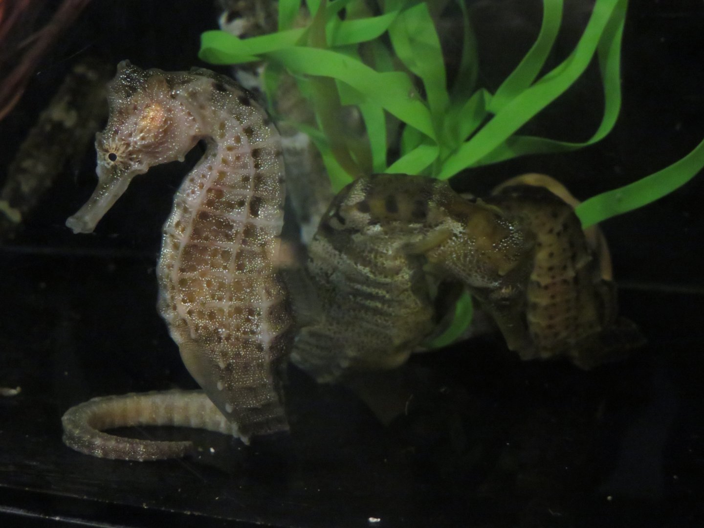 Breeding Seahorses