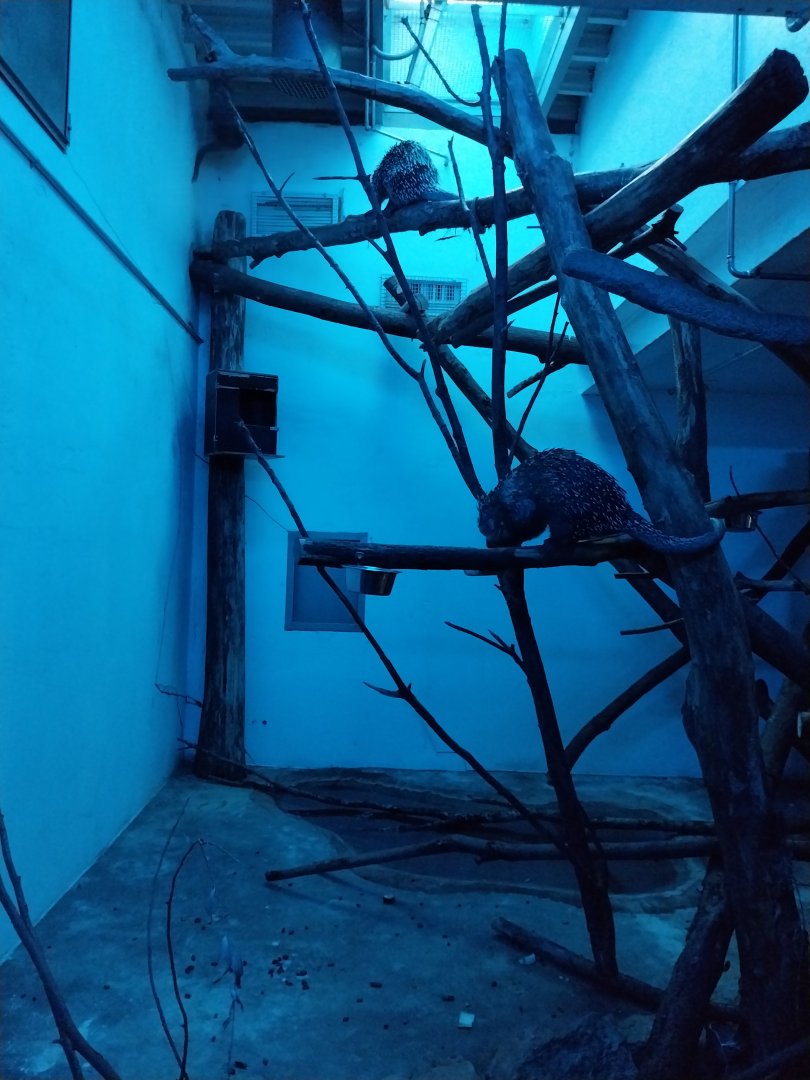 Breeding station - Brazilian porcupine (Coendou prehensilis)