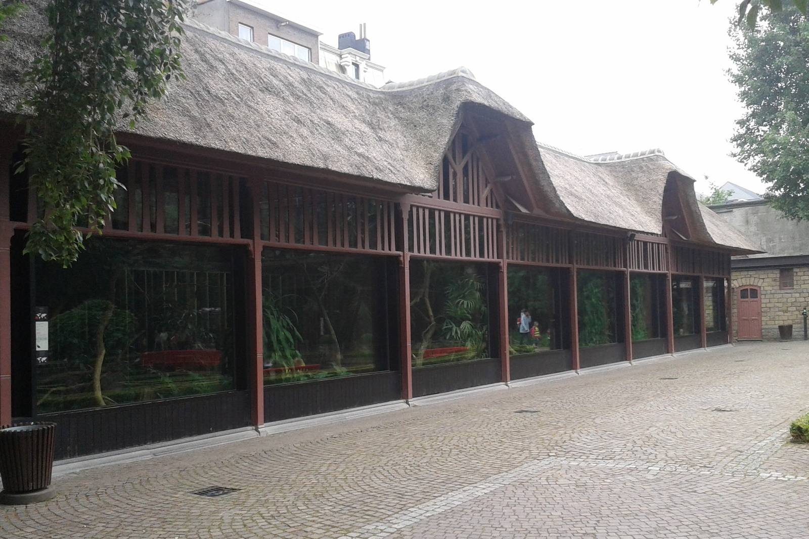 Breeding station Congo peacocks