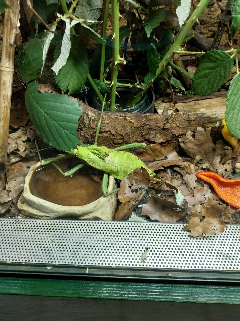 Breeding station - Insect house - Jungle nymph (Heteropteryx dilatata)