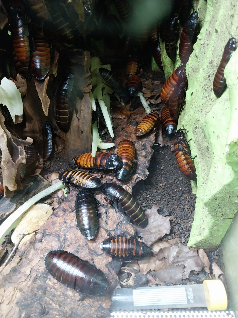 Breeding station - Insect house - Madagascar hissing cockroach (Gromphadorhina portentosa)
