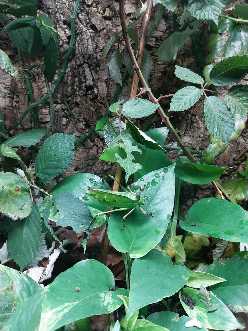 Breeding station - Insect house - Malaysian katydid (Ancylecha fenestrata)