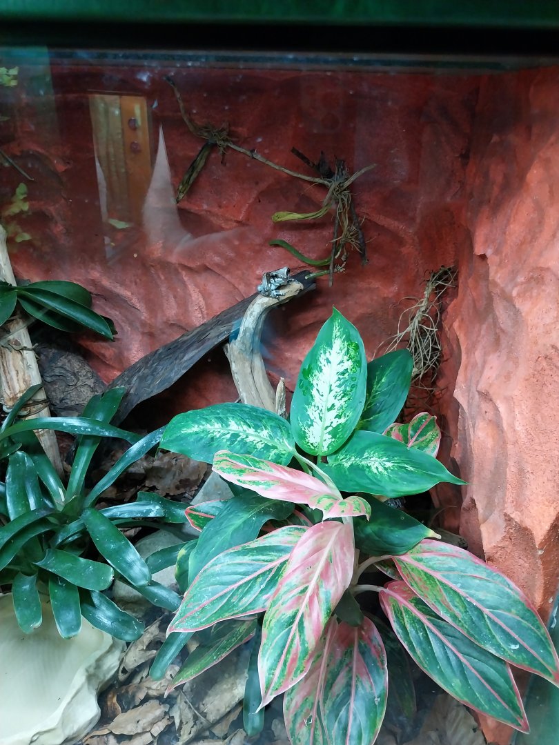 Breeding station - Insect house - Mission gold-eyed tree frog (Trachycephalus resinifictrix)