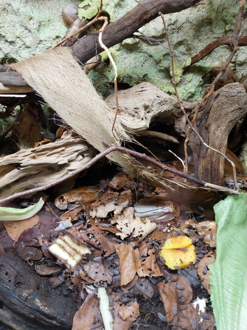 Breeding station - Insect house - Peppered cockroach (Archimandrita tesserata)