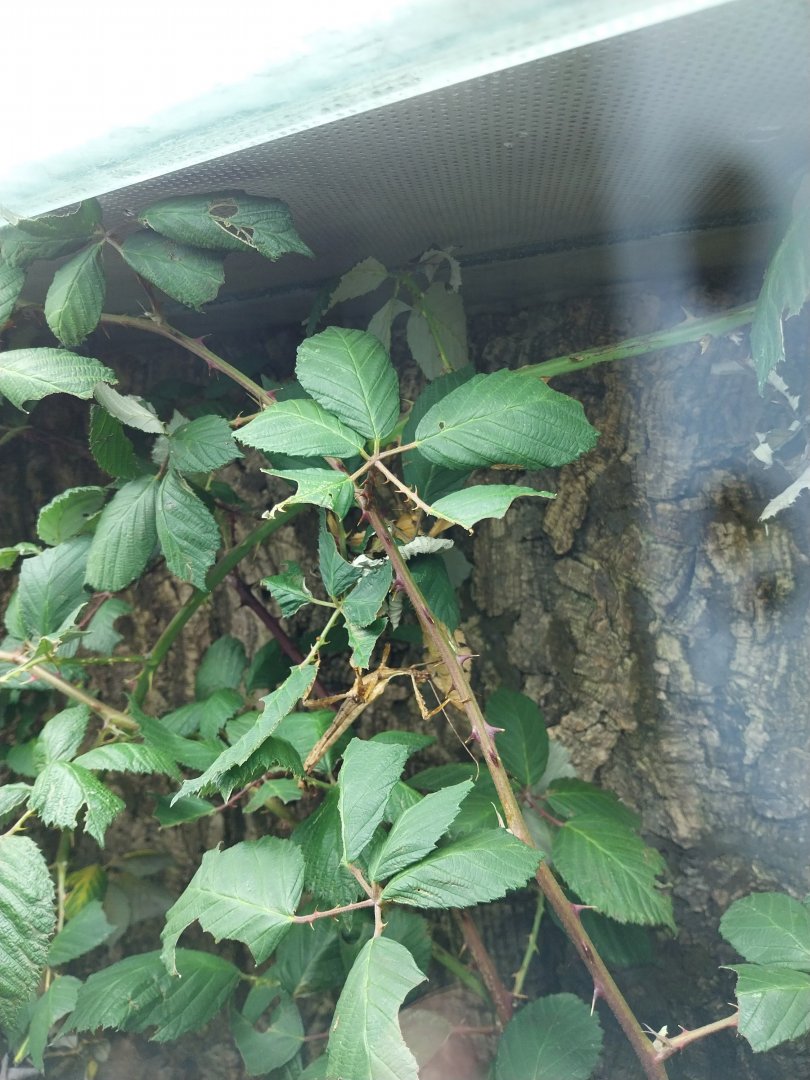 Breeding station - Insect house - Spiny leaf insect (Extatosoma tiararum)