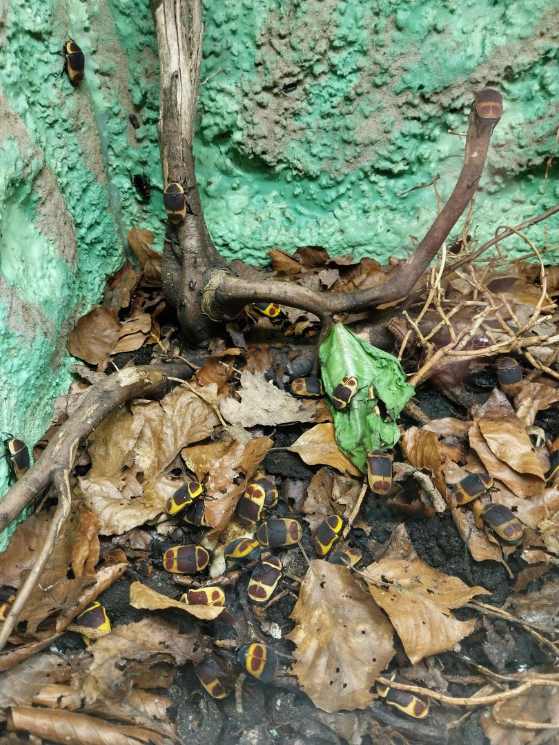 Breeding station - Insect house - Sun beetle (Pachnoda marginata peregrina)