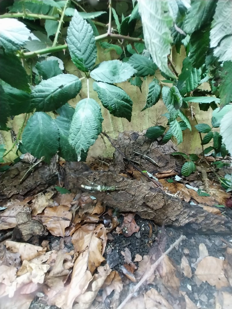 Breeding station - Insect house - Sunni stick insect (Sungaya inexpectata)