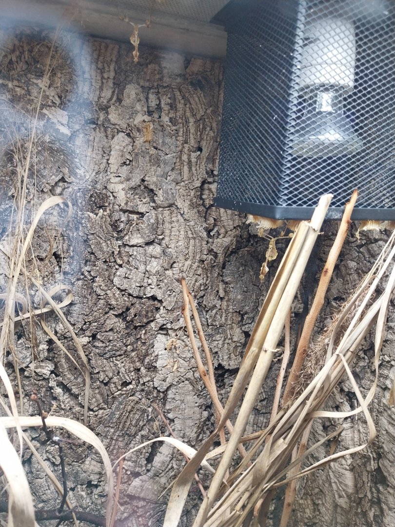 Breeding station - Insect house - Wandering violin mantis (Gongylus gongylus)