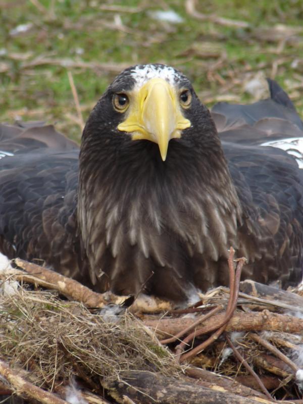 Breeding Steller Sea-eagle