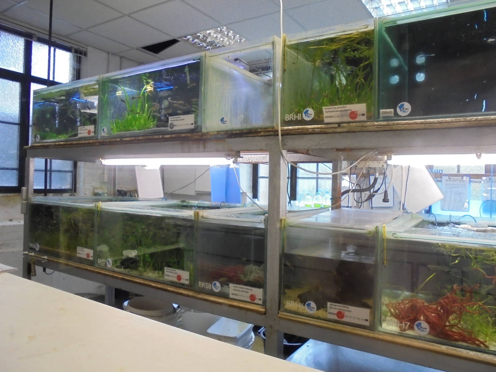 Breeding tanks in the Aquarium 2015