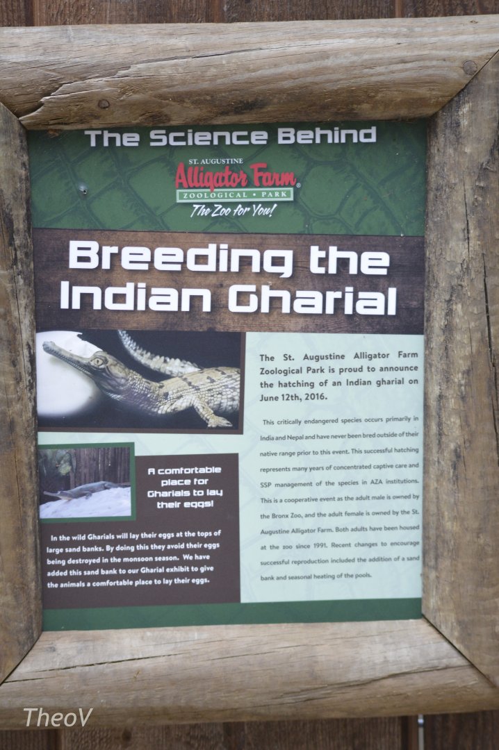Breeding the Indian gharial [2017]
