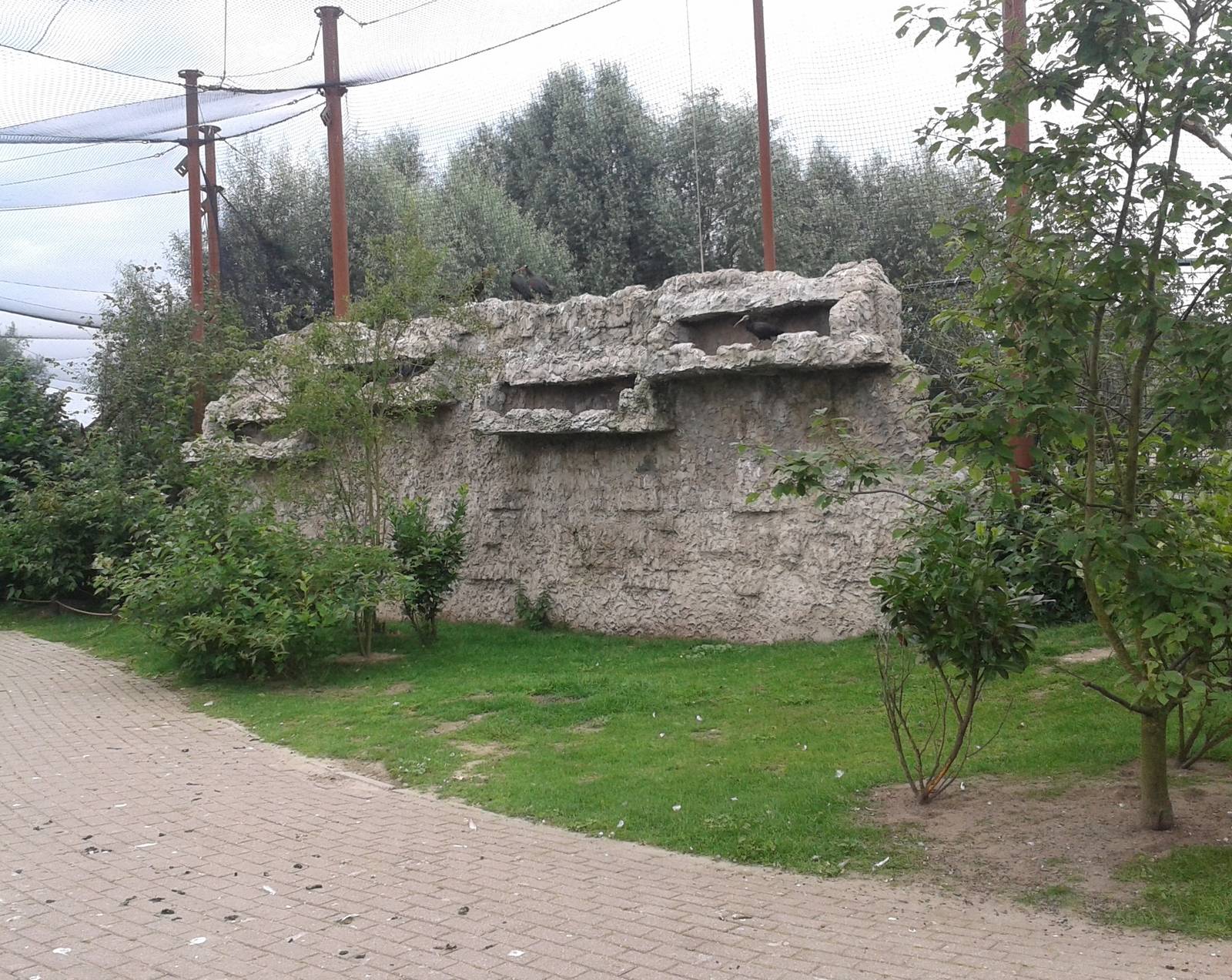Breeding-wall Northern bald ibis