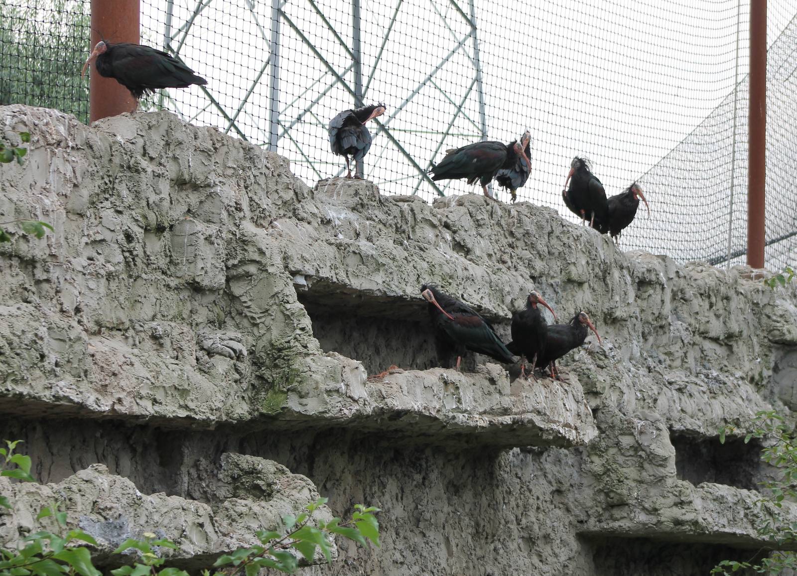 Breeding-wall Northern bald ibis