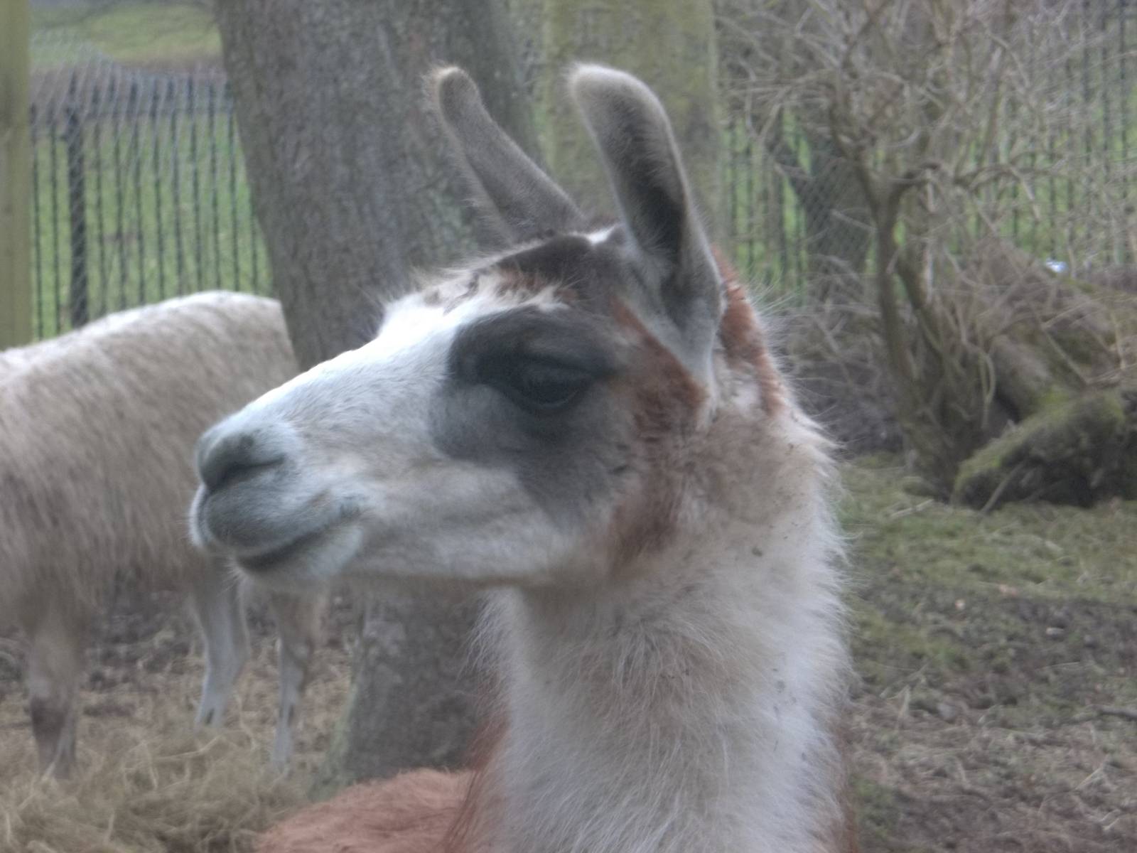 Brenda, 15th February 2015