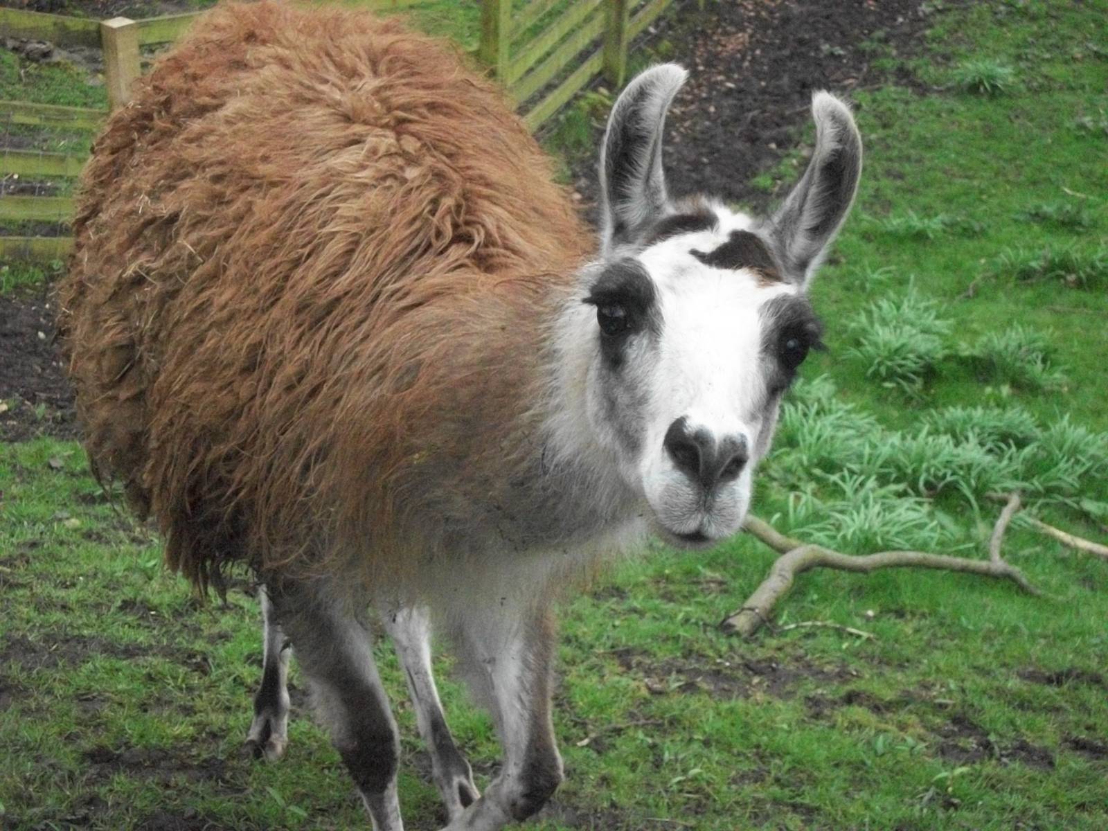 Brenda, 6th April 2014