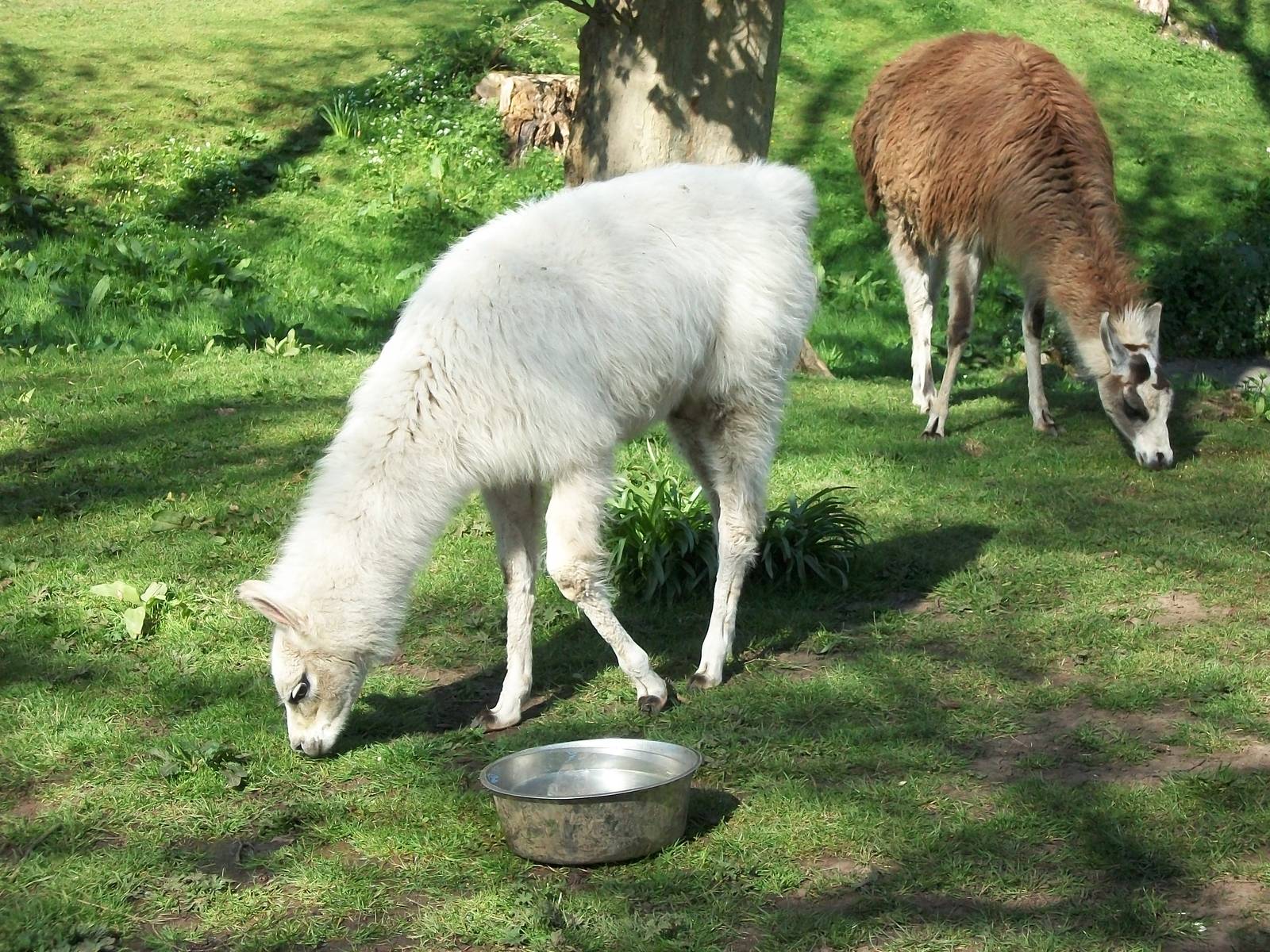 Brenda and unnamed youngster, 3rd May 2014