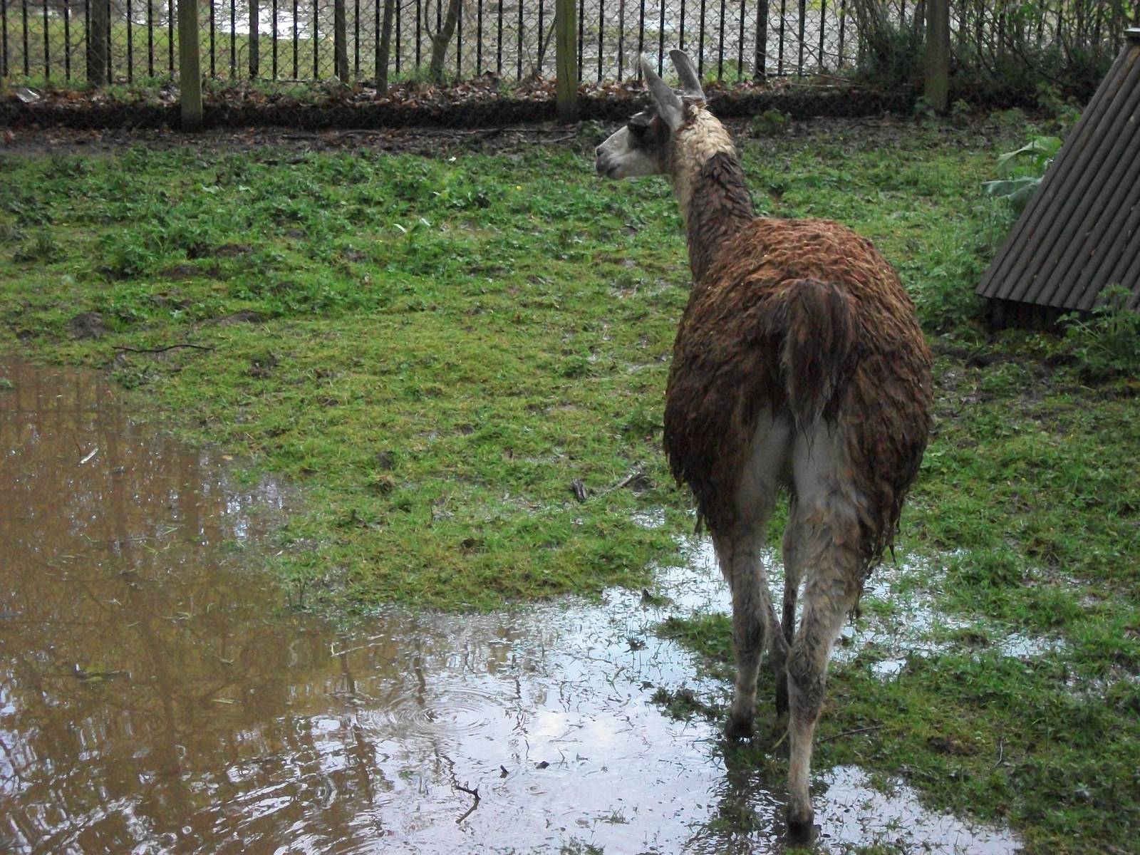 Brenda braves it, 10th May 2014