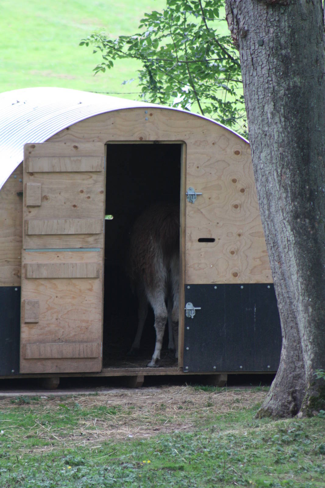 Brenda is munching hay in the shelter, 12th September 2014
