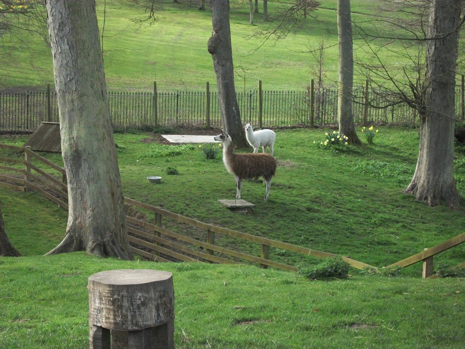 Brenda nearly finds a plinth, 11th April 2014