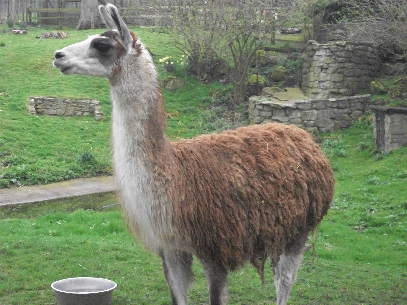Brenda, newly arrived Llama, 4th April 2014
