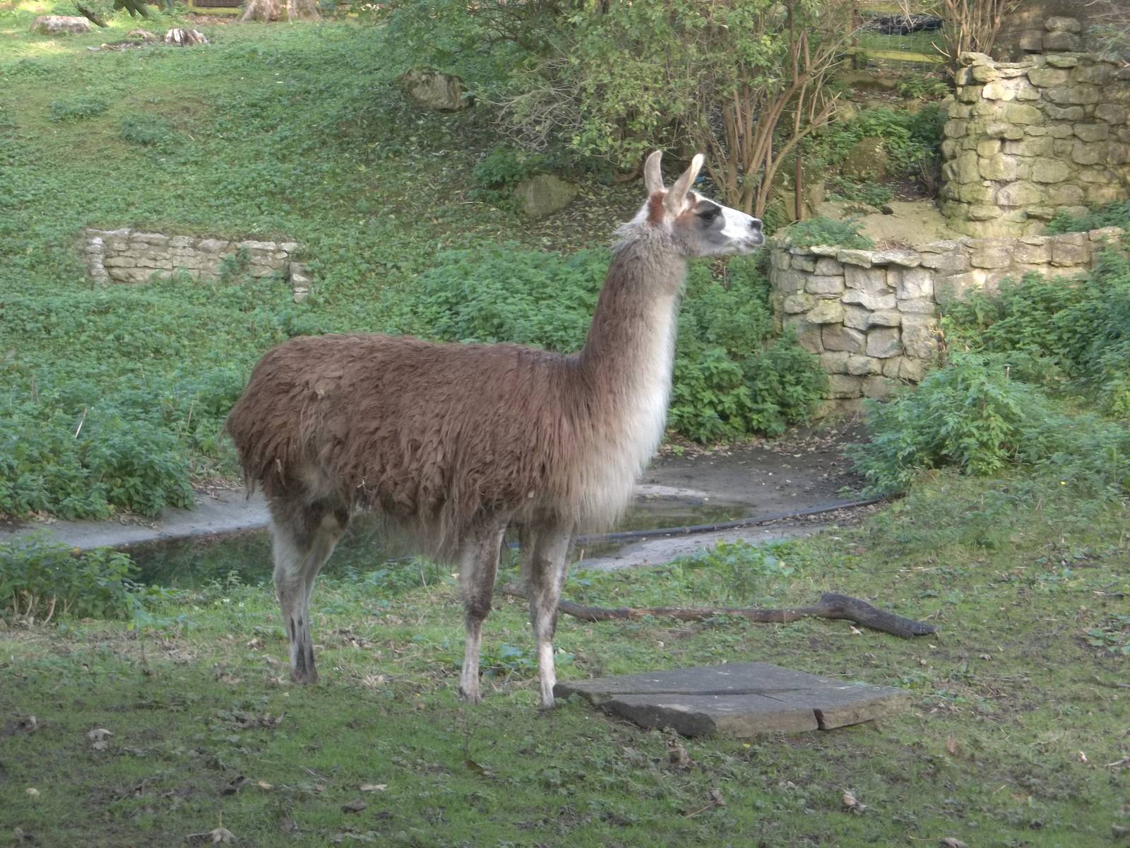 Brenda waiting patiently, 17th October 2014