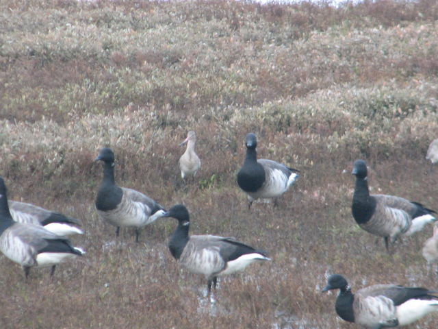 Brent geese, North Bull Island, Dublin