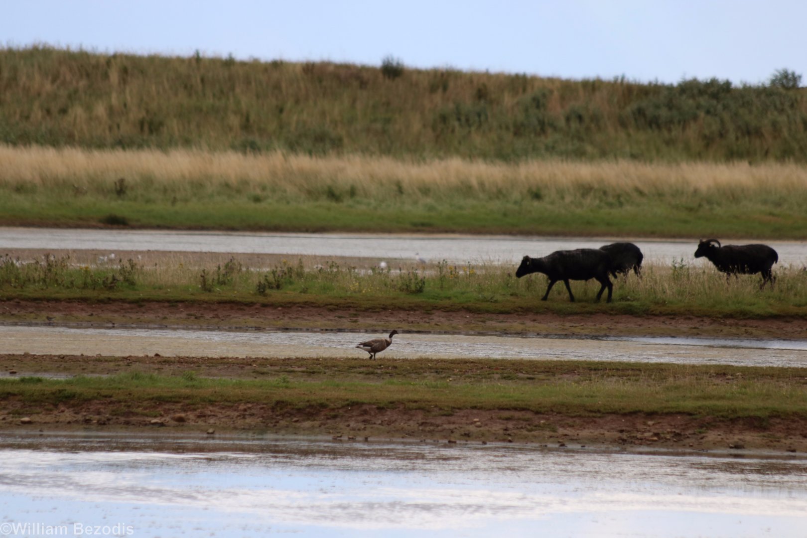 Brent Goose (and Hebridean Sheep) - Spurn Head