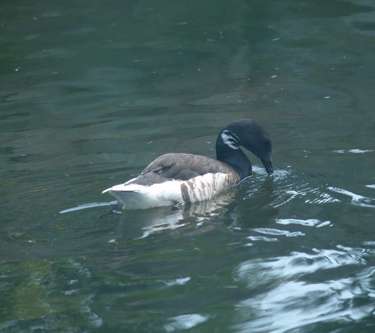 Brent goose (Branta bernicla), 2007-07-15
