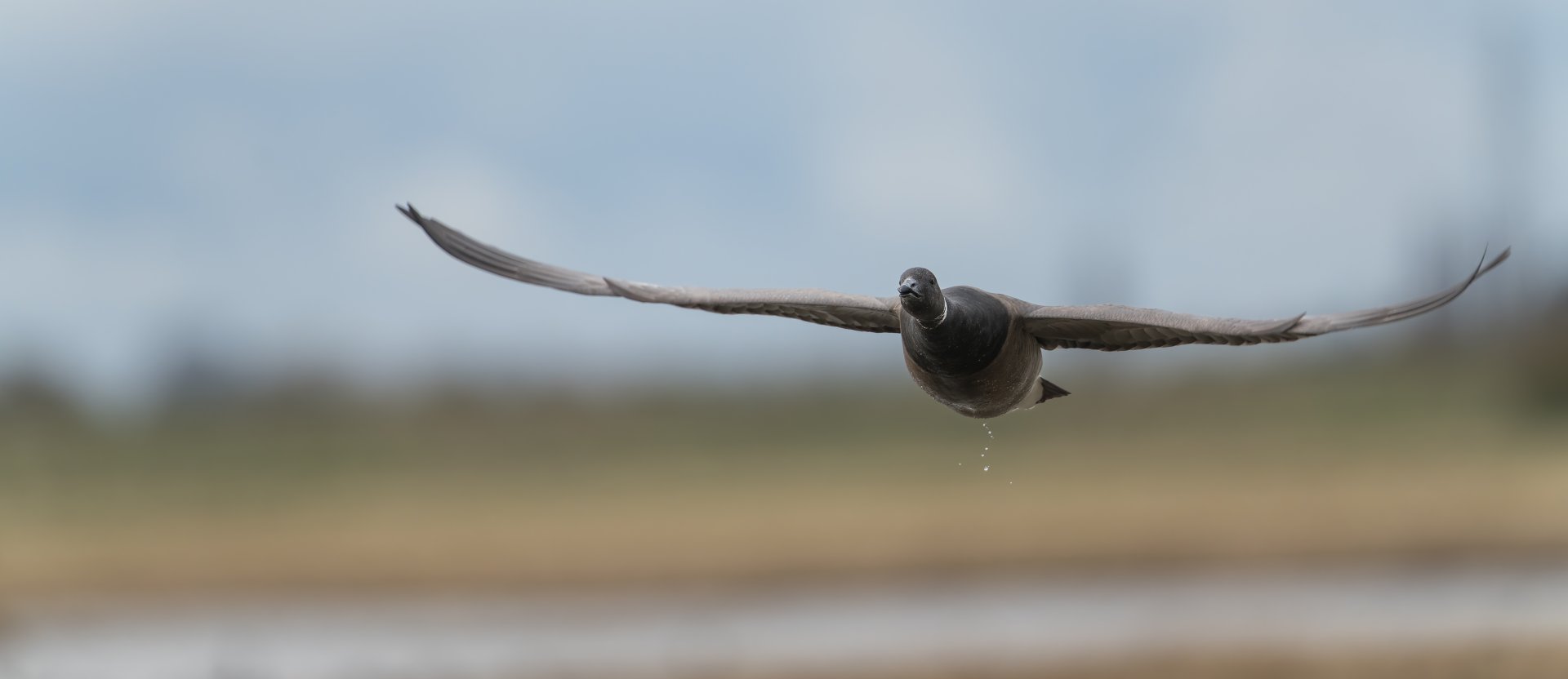 Brent Goose (Wild) UK
