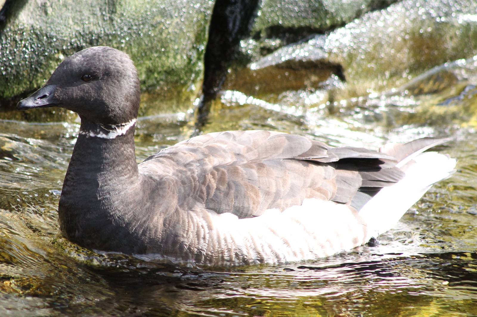 Brent goose
