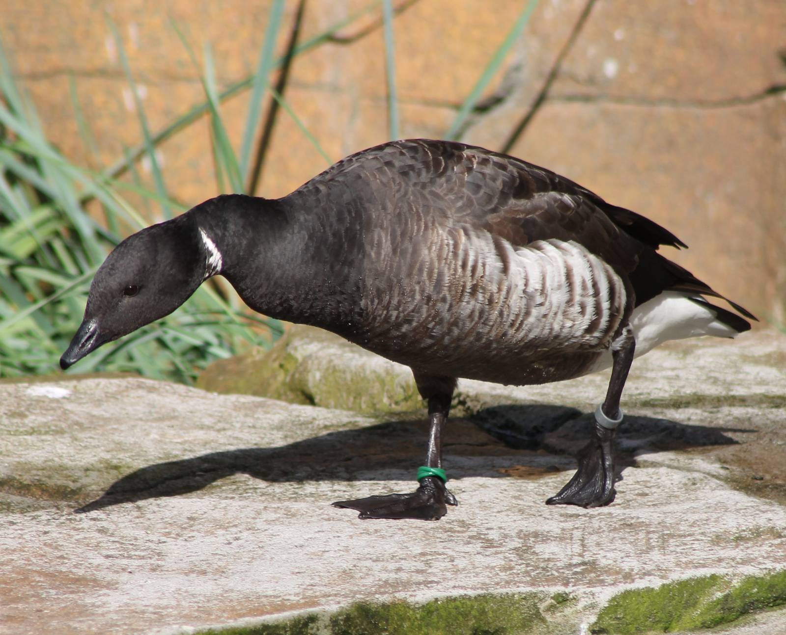 Brent goose