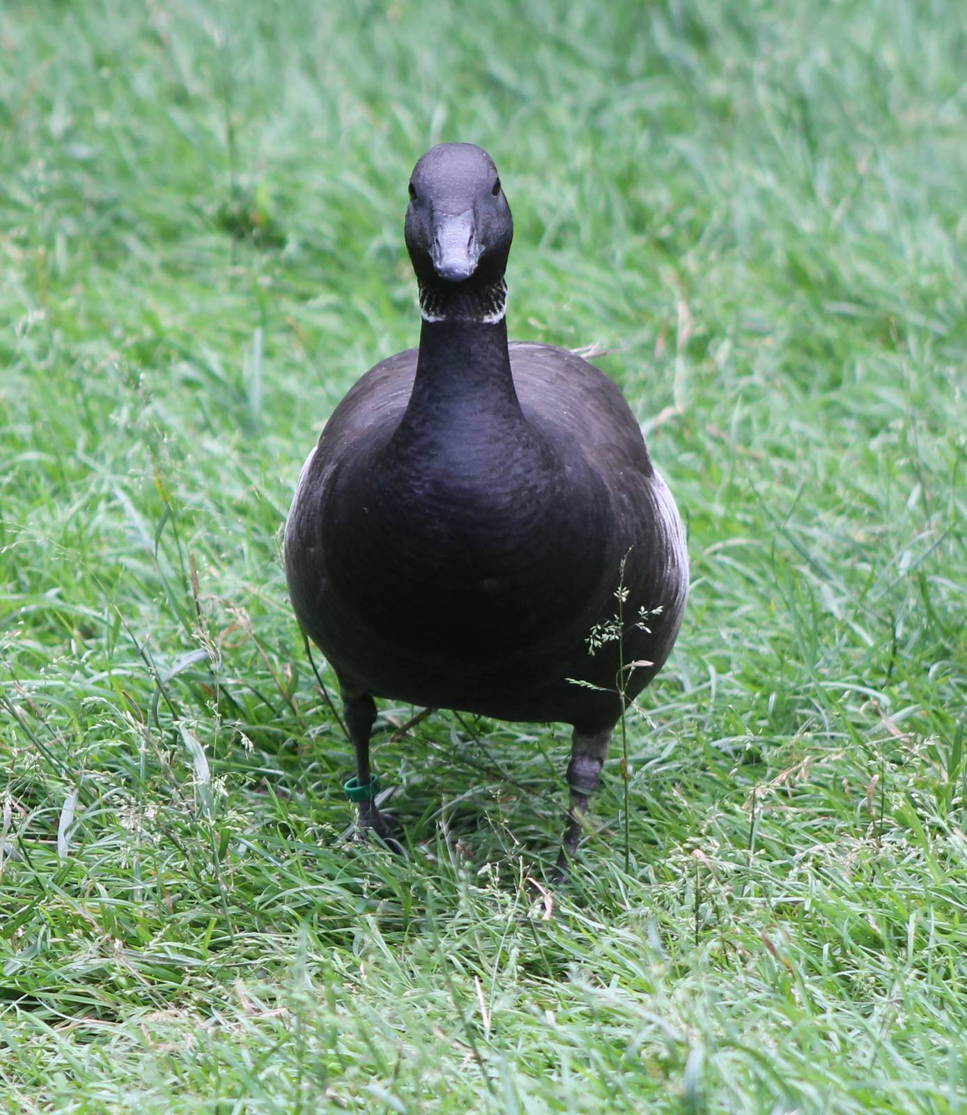 Brent goose